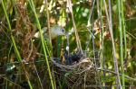 Acrocephalus palustris nest-4