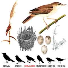 Acrocephalus palustris picture-1