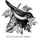 Acrocephalus palustris picture-2