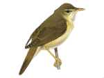 Acrocephalus palustris picture-3
