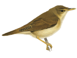 Acrocephalus palustris picture-4