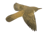 Acrocephalus palustris picture-5