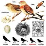 Carduelis cannabina picture-1