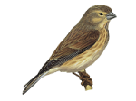 Carduelis cannabina picture female-3