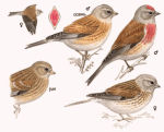Carduelis cannabina picture-4