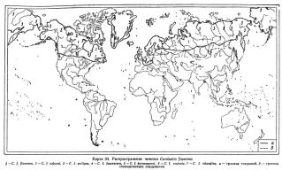 Carduelis flammea map areal-1