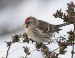 Carduelis flammea photo-1