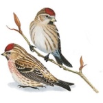 Carduelis flammea picture-1