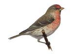 Carduelis flammea picture-4