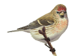 Carduelis flammea picture-5