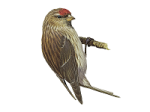 Carduelis flammea picture-6