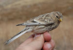 Carduelis flavirostris photo -3