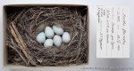 Carduelis flavirostris photo egg laying-1