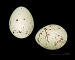 Carduelis flavirostris photo egg laying