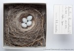 Carduelis flavirostris photo egg laying-2