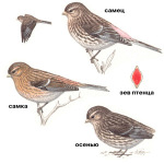 Carduelis flavirostris picture-1