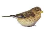 Carduelis flavirostris picture-3