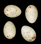 Chloris chloris photo egg laying