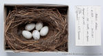 Chloris chloris photo egg laying-4