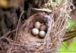 Chloris chloris photo egg laying-5