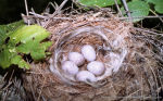 Chloris chloris photo egg laying-6