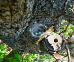 Chloris chloris photo egg laying-7
