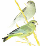 Chloris chloris picture-1