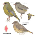 Chloris chloris picture-2