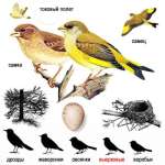 Chloris chloris picture-5