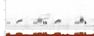 Chloris chloris sono song