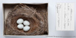 Chloris sinica photo bird's nest