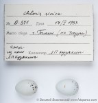 Chloris sinica photo egg laying