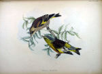 Chloris sinica picture-1