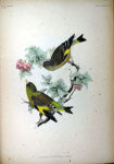 Chloris sinica picture-2