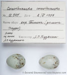 Coccothraustes coccothraustes eggs-3