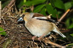 Coccothraustes coccothraustes photo bird's nest-1