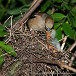 Coccothraustes coccothraustes photo bird's nest-2