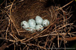 Coccothraustes coccothraustes photo egg laying-2