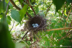 Coccothraustes coccothraustes photo egg laying-3