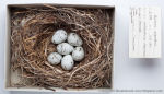 Eophona migratoria photo bird's nest-1