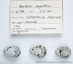 Eophona migratoria photo egg laying-1