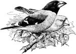 Eophona migratoria picture-1