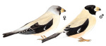 Eophona migratoria picture-2