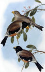 Eophona migratoria picture-3