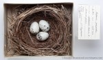 Eophona personata photo bird's nest