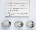 Eophona personata photo egg laying
