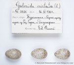 Хохлатый жаворонок - Galerida cristata яйца