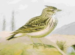 Хохлатый жаворонок - Galerida cristata picture-4