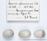 Клинохвостый сорокопут - Lanius sphenocercus яйца-1