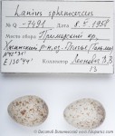 Клинохвостый сорокопут - Lanius sphenocercus яйца-2